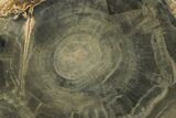 Polished Petrified Wood Round - Sweet Home, Oregon #282938-1